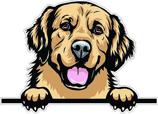 Golden Retriever 3