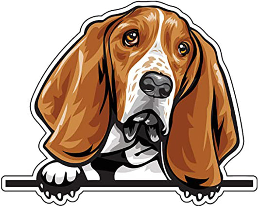 Basset Hound