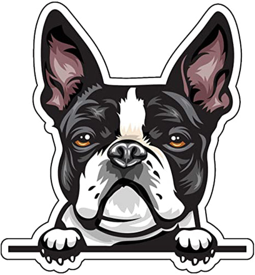 Boston Terrier