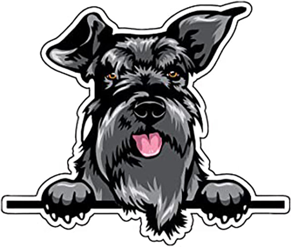 Scottish Terrier