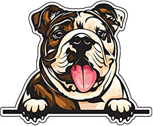 English Bulldog