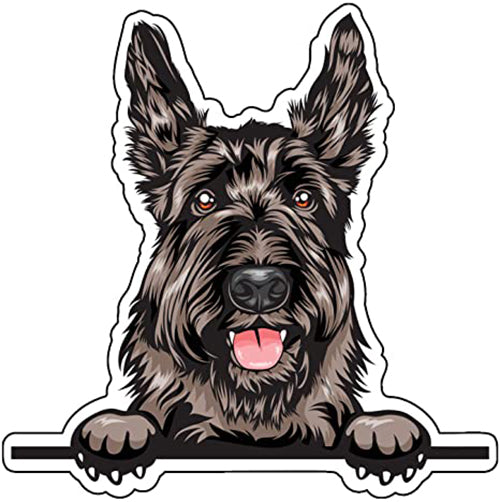 Scottish Terrier 2