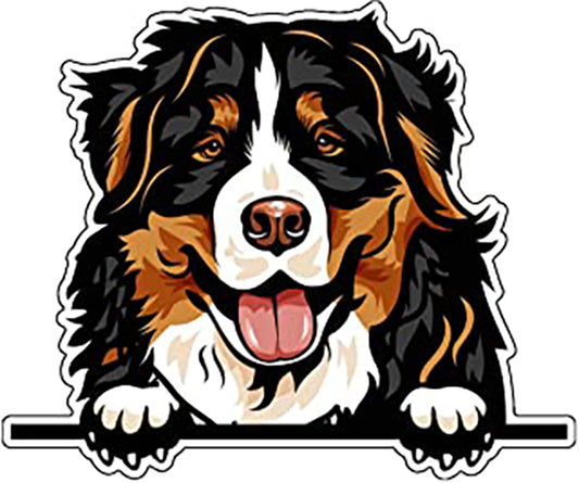 Bernese Mountain Dog